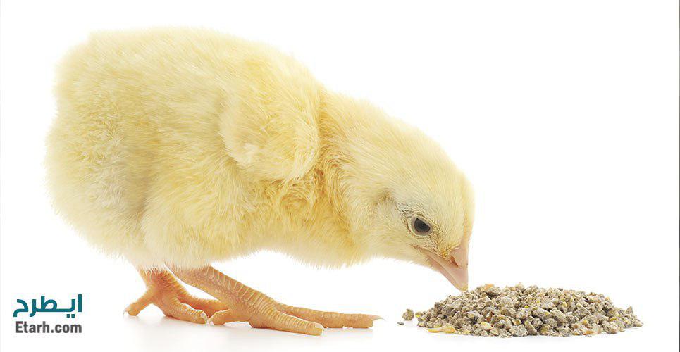 طرح تولید آنزیم های خوراک دام و طیور