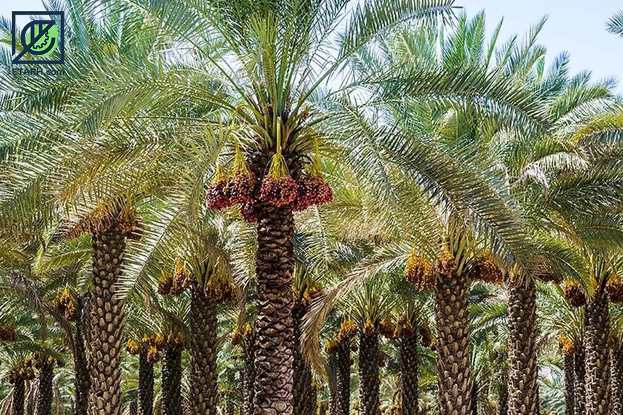 طرح-احداث-نخلستان-etarh