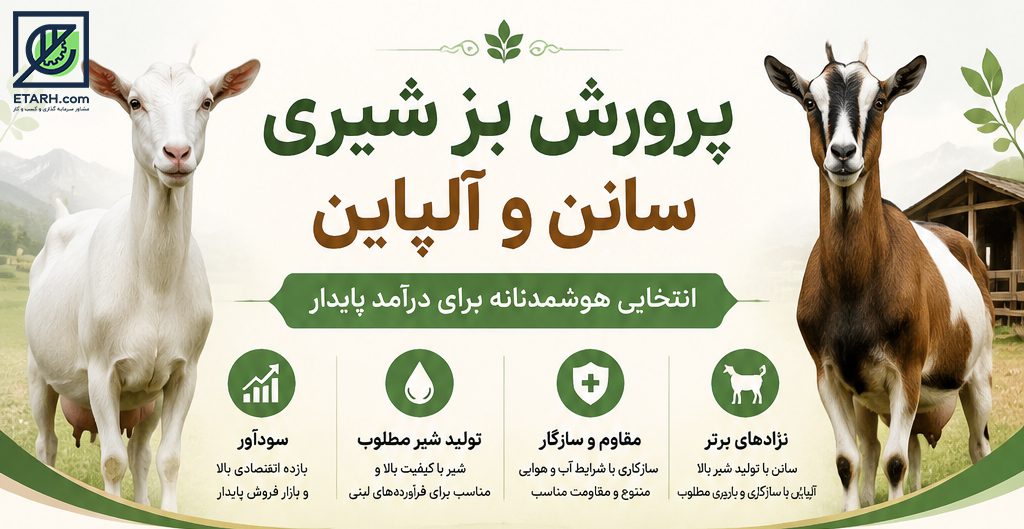 طرح-پرورش-بز-شیری-سانن-و-آلپاین--etarh