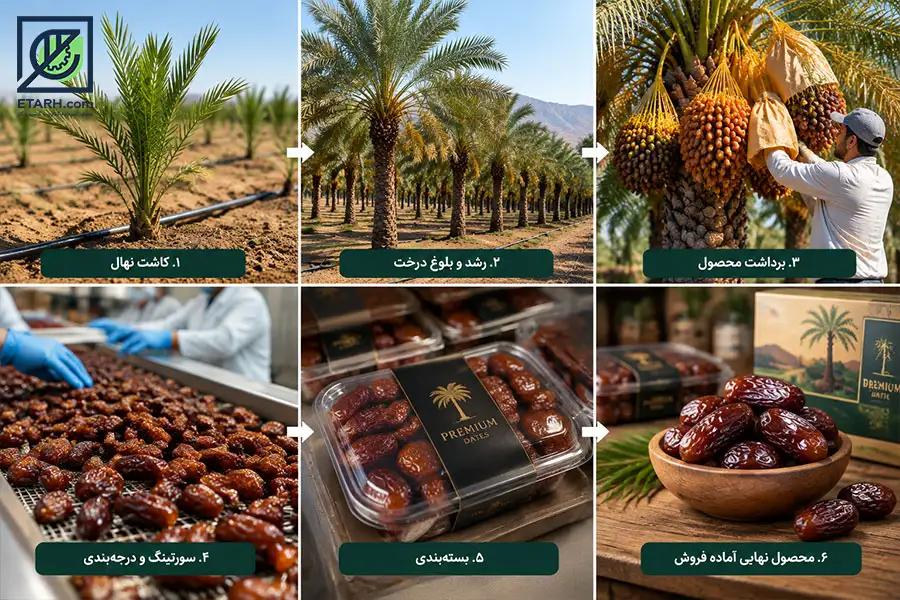 تصویر مراحل تولید تا بسته بندی خرمای مجول