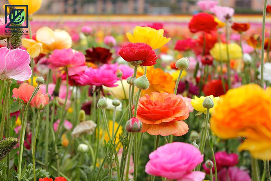 Ranunculus