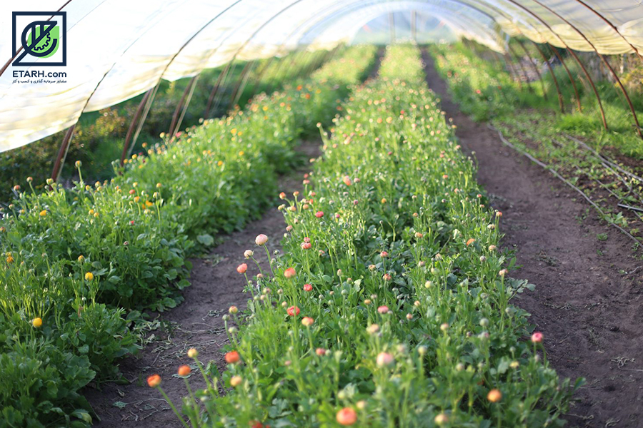 Ranunculus