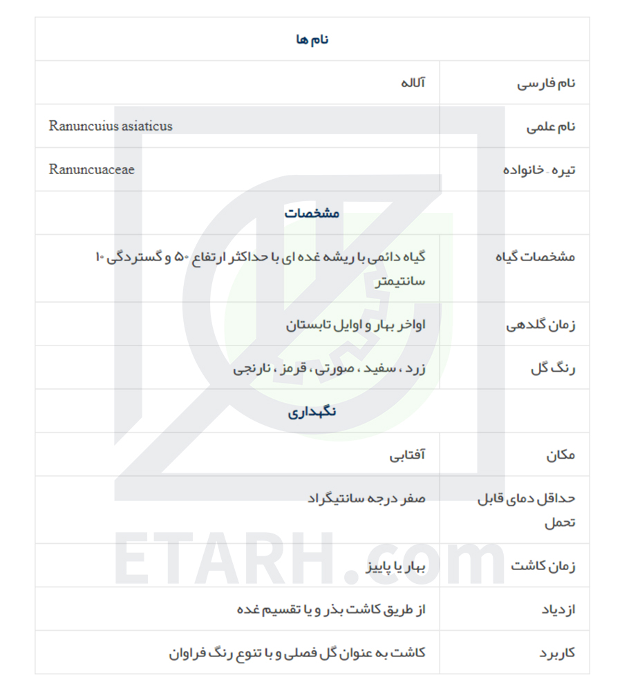 گل آلاله