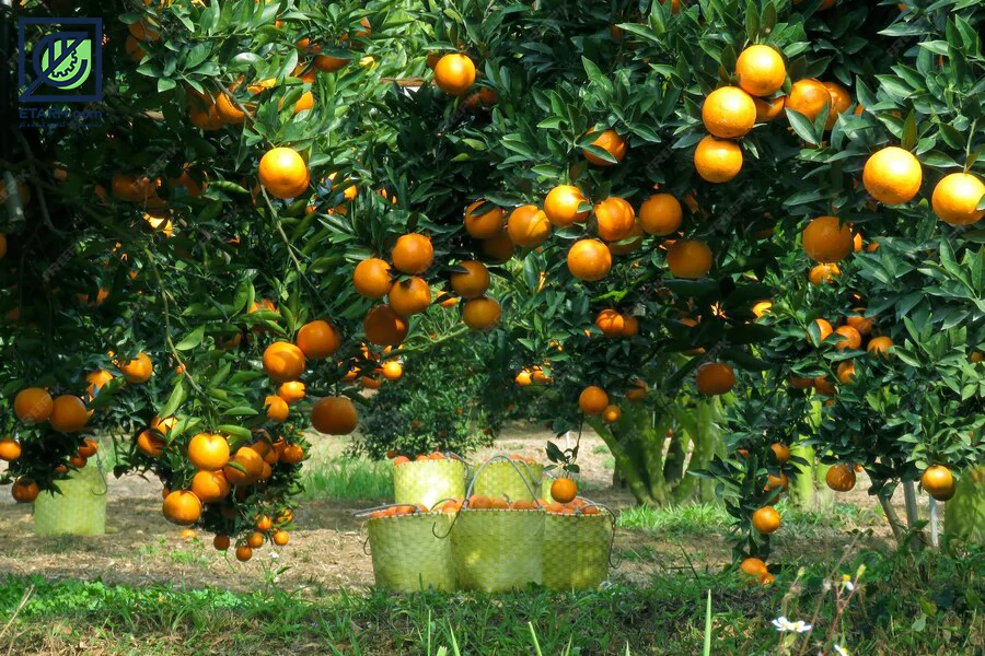 باغ-نارنگی-etarh