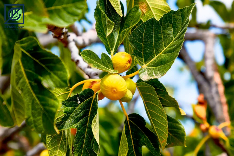 طرح-احداث-باغ-انجیر--etarh