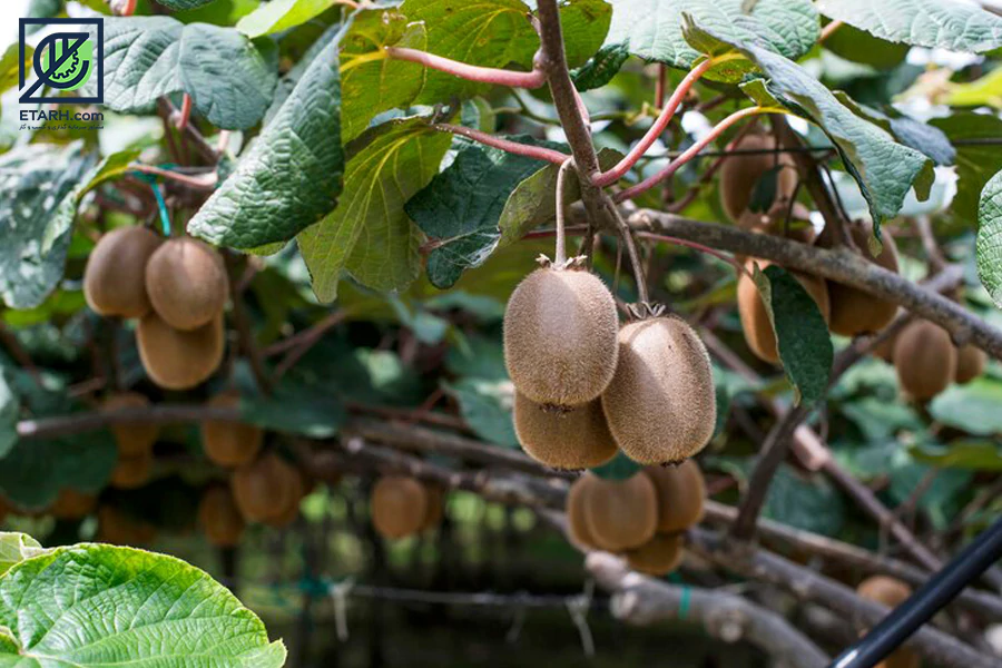 طرح-احداث-باغ-کیوی--etarh