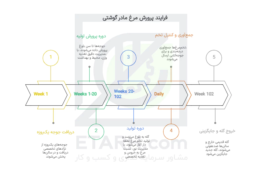 فرآیند-پرورش-مرغ-مادر-گوشتی---ETARH