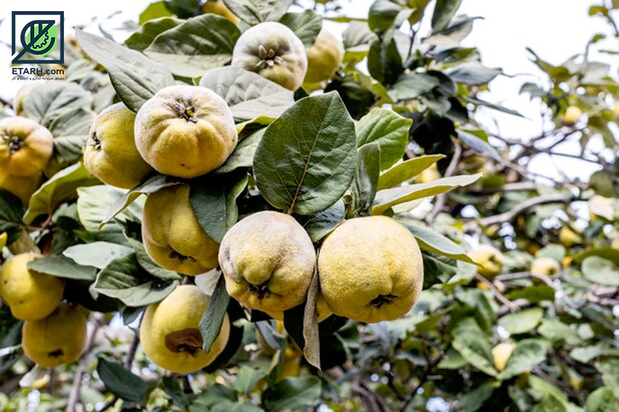 -باغ-به--Quince-etarh